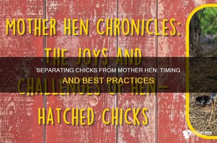 When can you separate chicks from the hen?