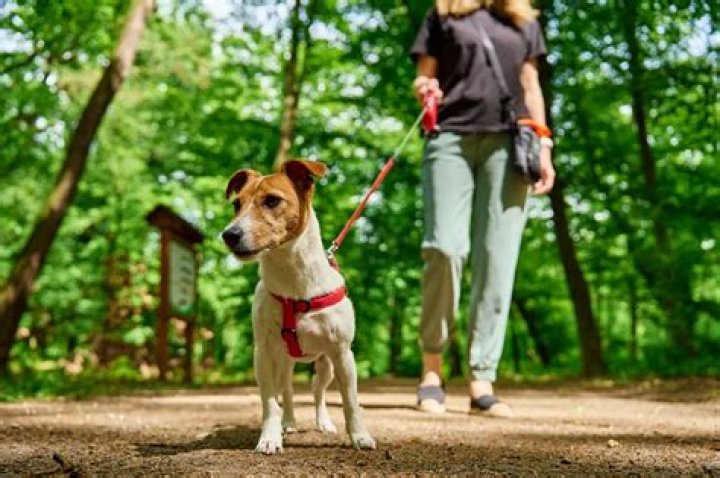 When should a dog's last walk be?