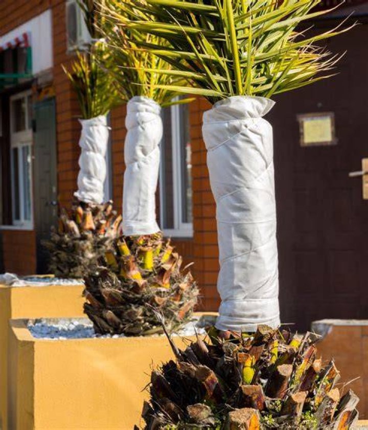 When should I cover my palm tree for winter?