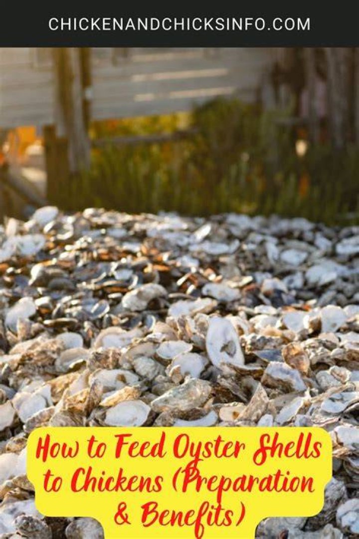 When should I give my hens oyster shells?