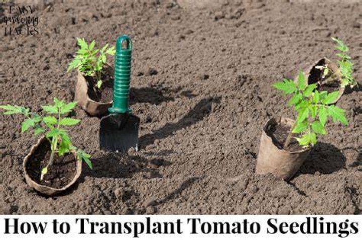 When should I transplant my seedlings?