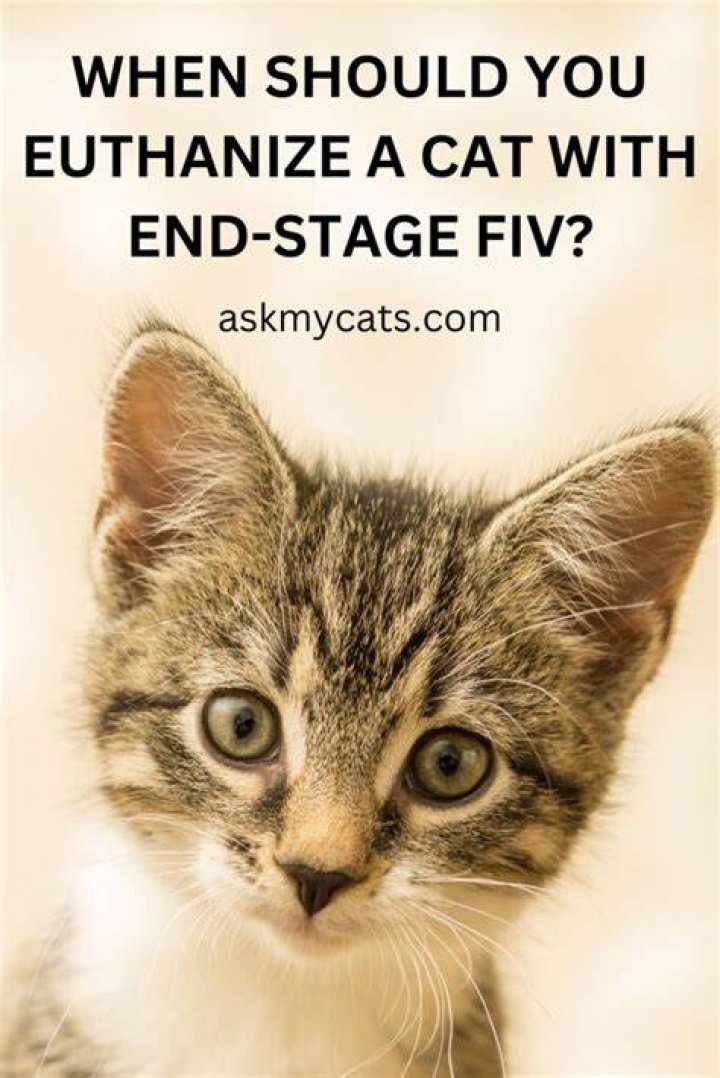When should you euthanize a cat?