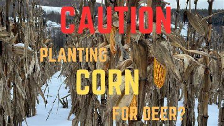 When should you put corn out for deer?