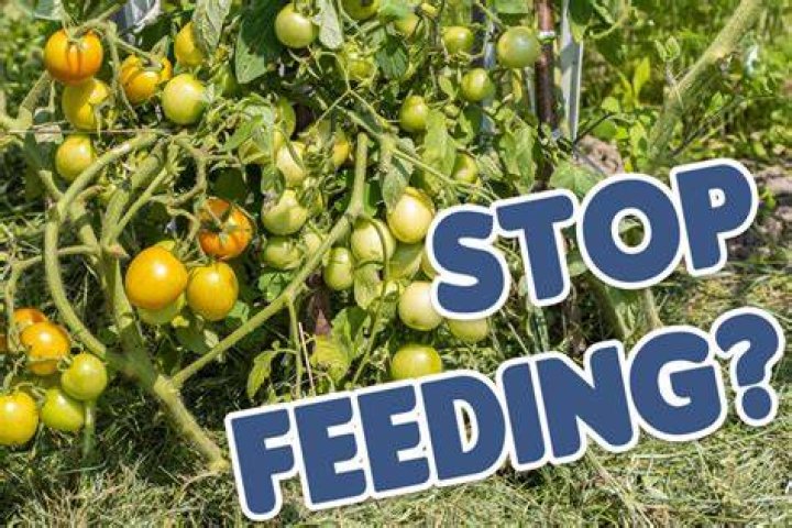 When should you stop feeding tomatoes?