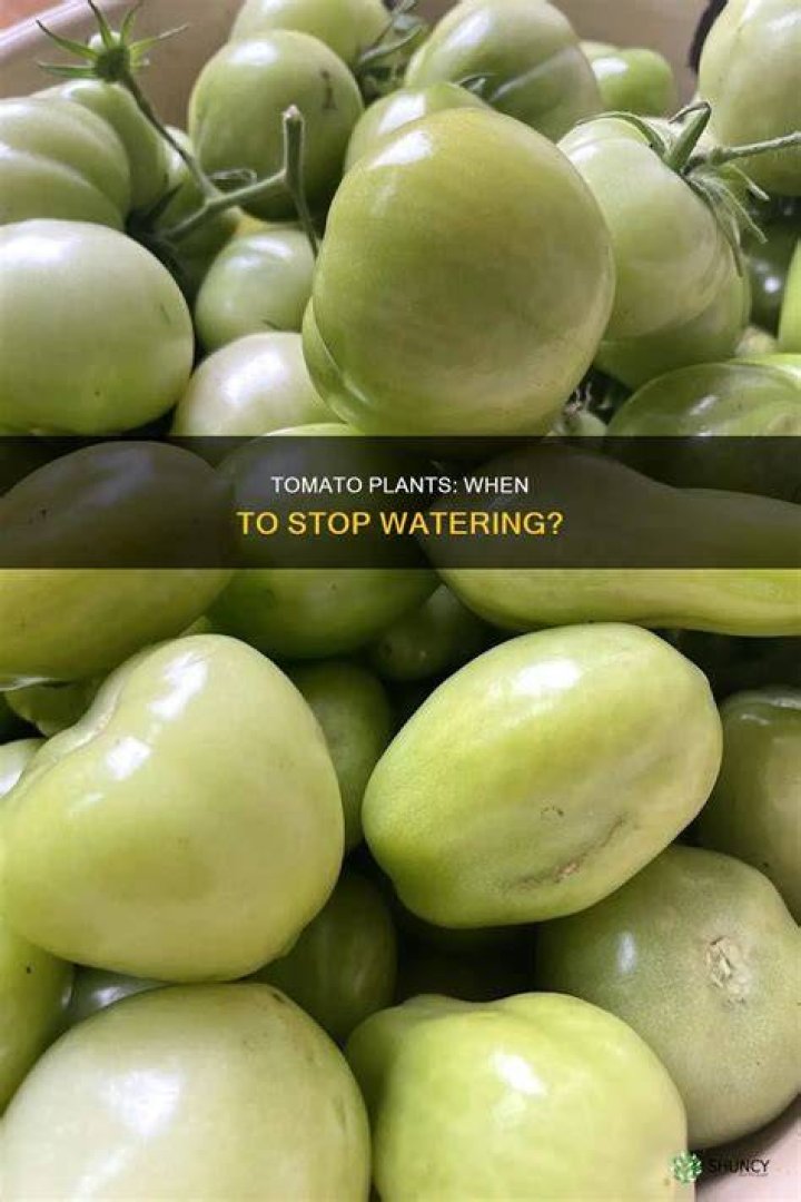 When should you stop watering tomato plants?
