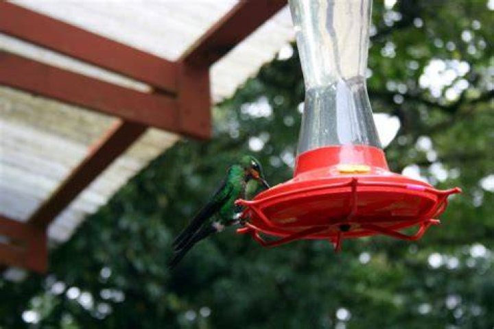 When should you take down hummingbird feeders?