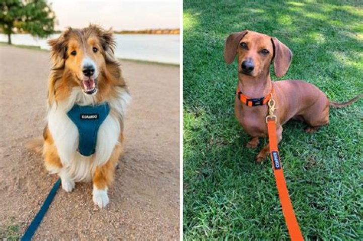 When should your dog wear a harness?