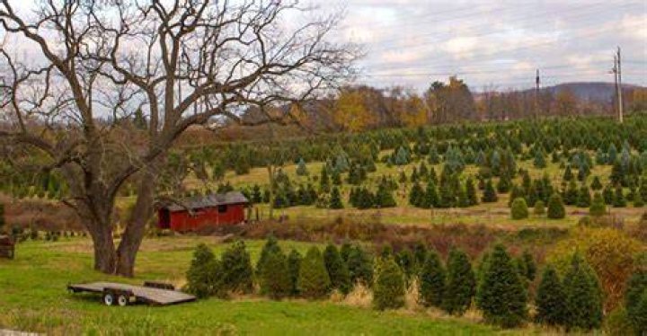 When was the first tree farm?