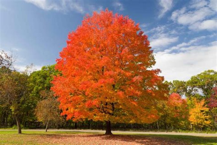 Where are hard maple trees harvested?