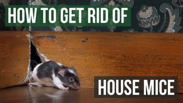 Where are the mice coming from?