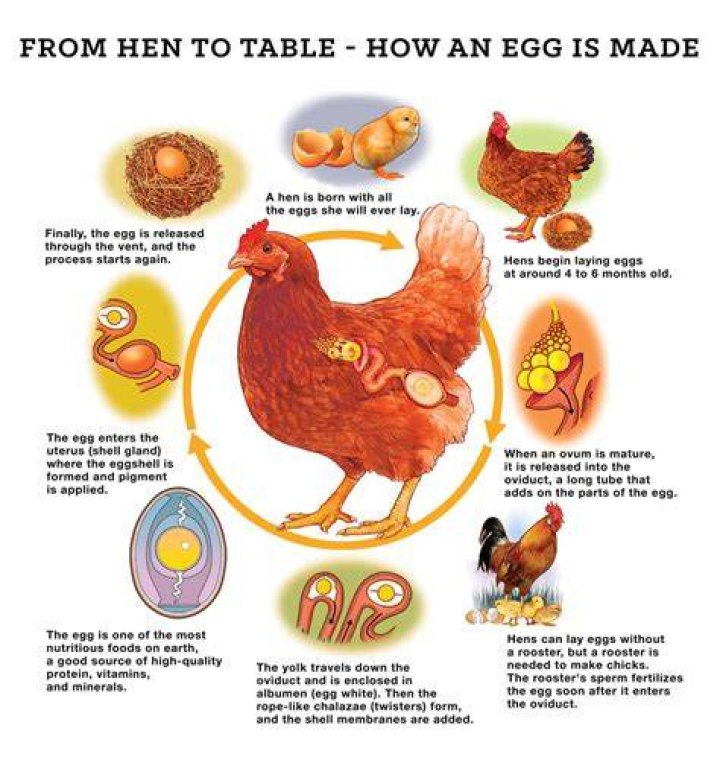 Where do chickens like to be touched?