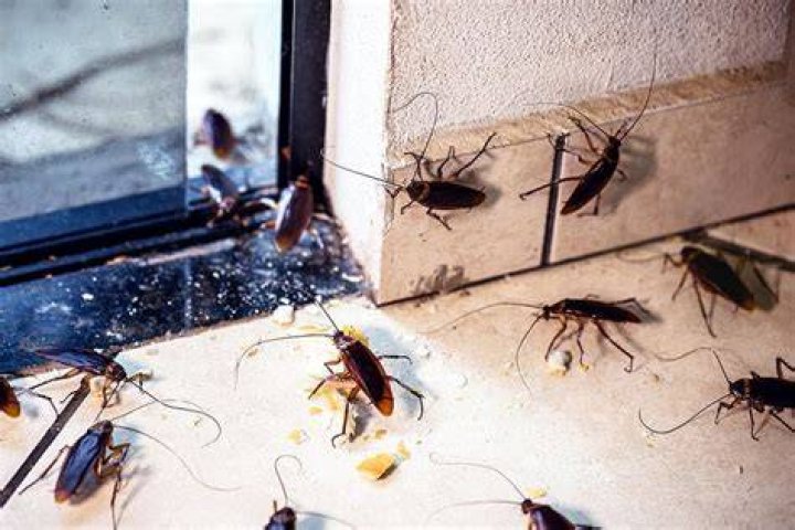 Where do cockroaches go in the winter?