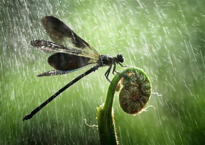 Where do dragonflies go in rain?
