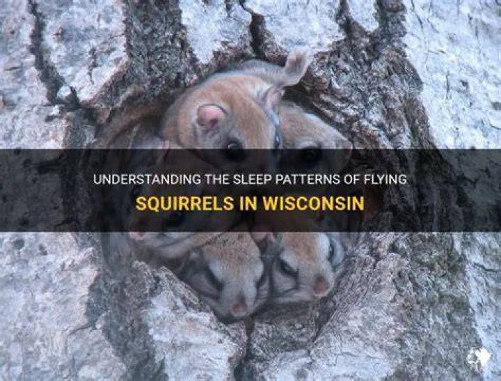 Where do flying squirrels sleep during the day?