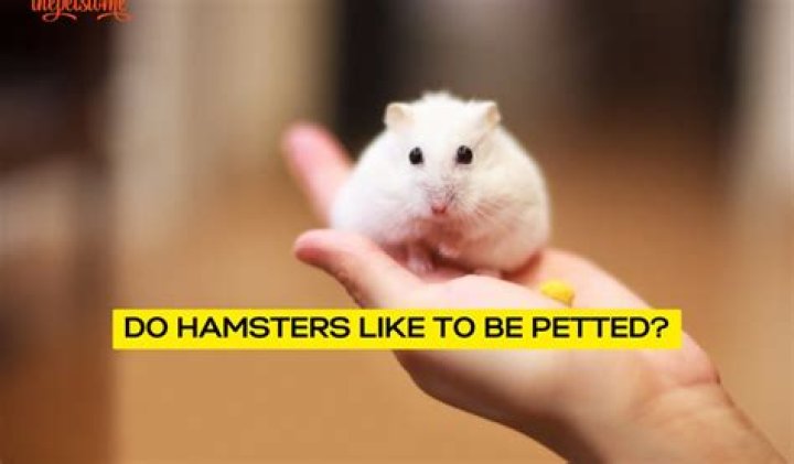Where do hamsters like to be petted?