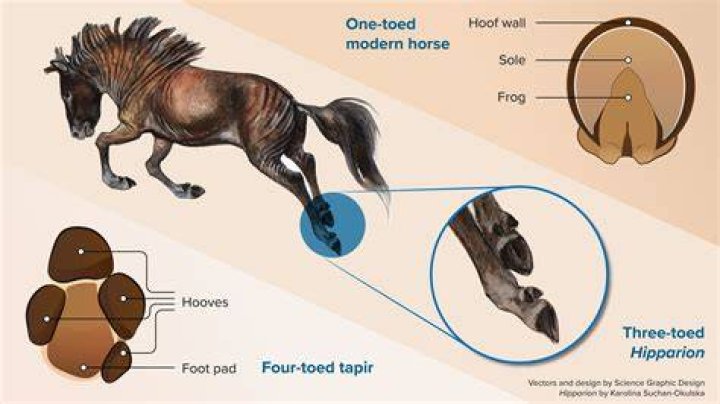 Where do horses like to be stroked?
