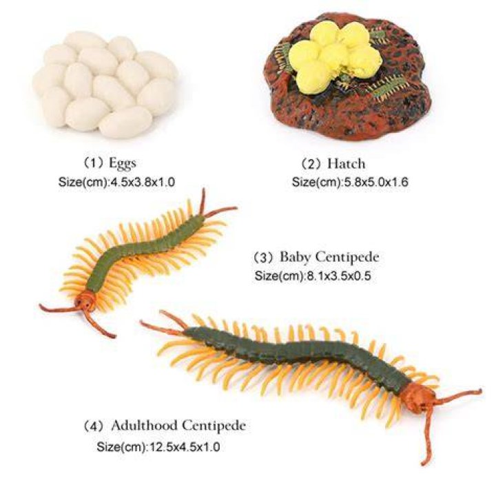 Where do house centipedes lay their eggs?