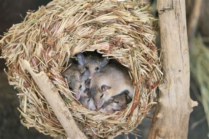 Where do mice make nests?