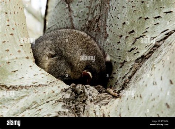 Where do possums sleep?