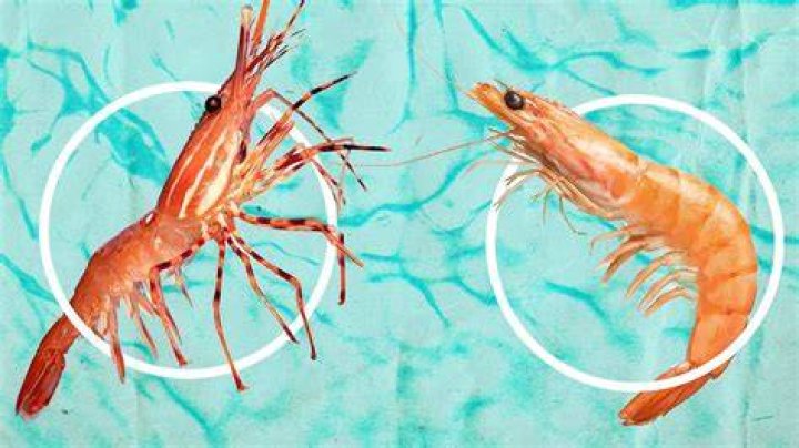 Where do the best tasting shrimp come from?