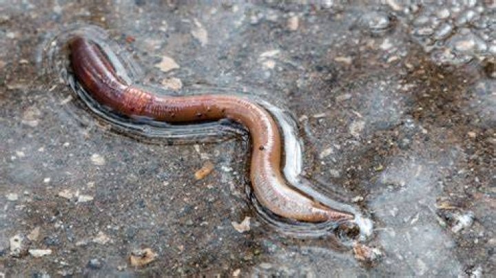 Where do worms go when raining?