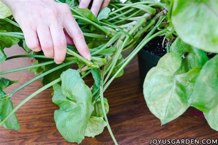 Where do you cut arrowhead plants?