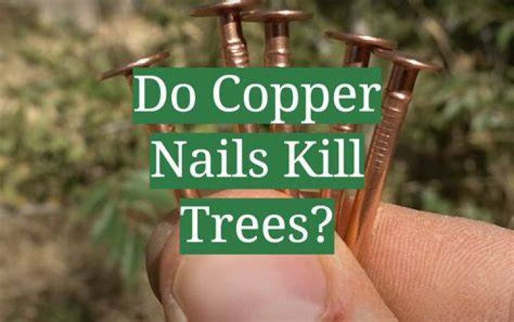 Where do you put copper nails to kill a tree?