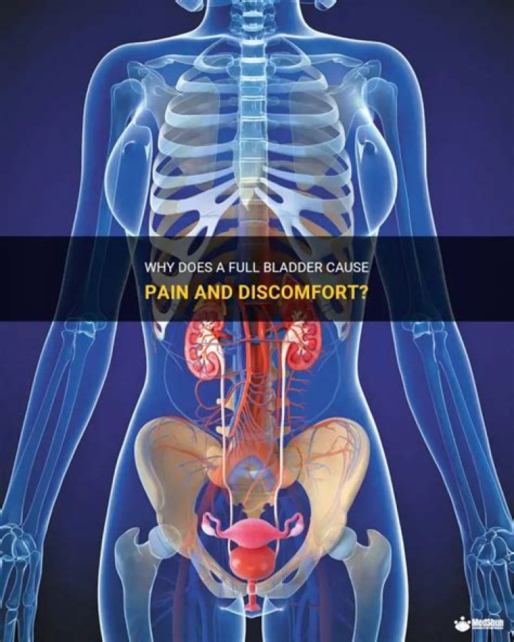Where does bladder pain hurt?