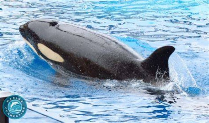 Where is Morgan the orca now?