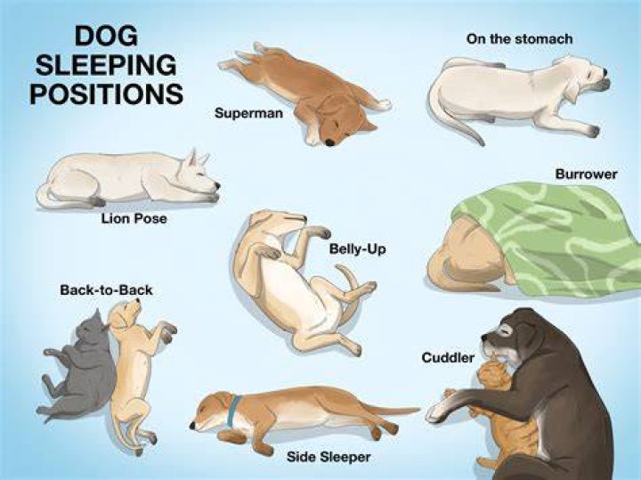 Where is the best place for a dog to sleep?