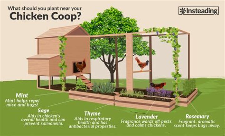 Where is the best place to put a chicken coop?