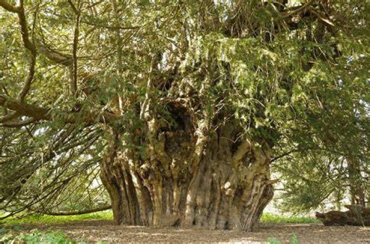 Where is the oldest tree in UK?