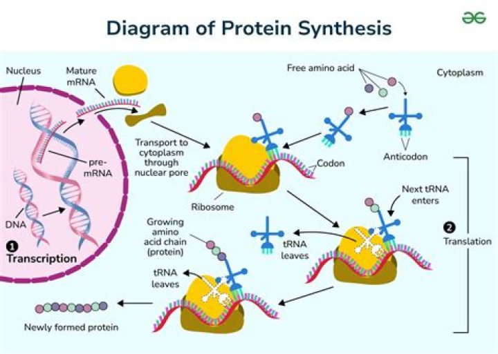 Where is translation located in the body?