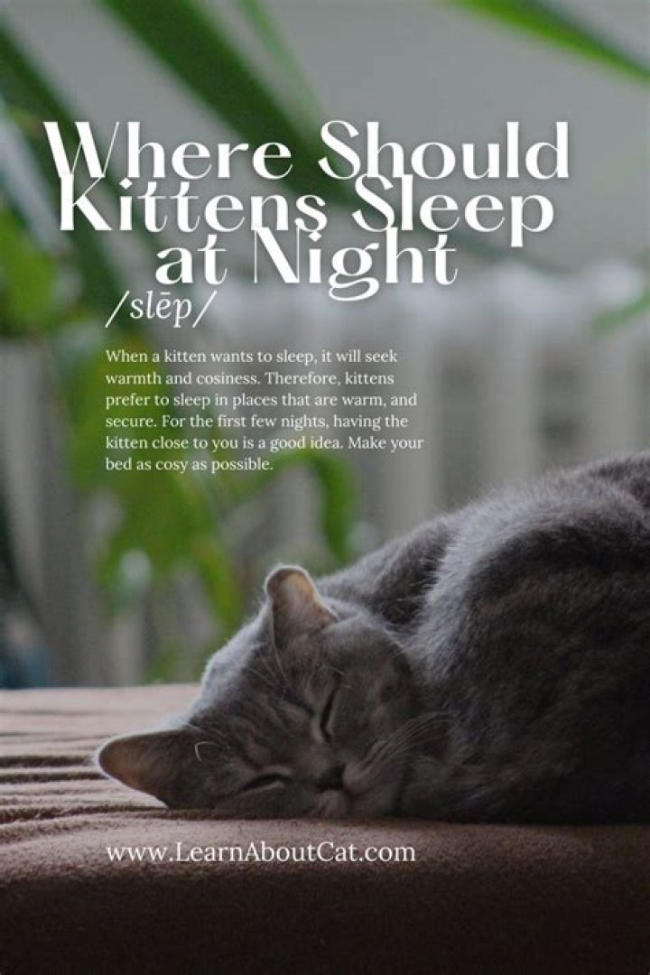 Where should kittens sleep at night?