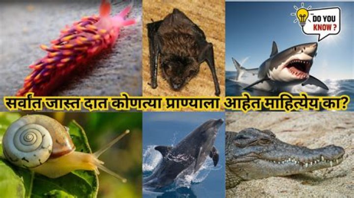Which animal has most nipples?