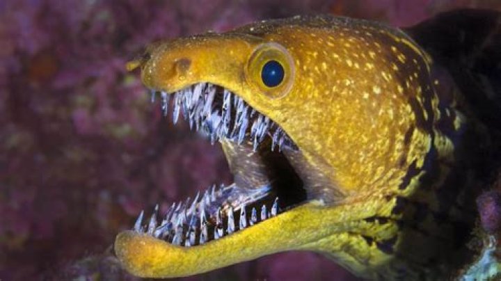 Which animal has the scariest teeth?