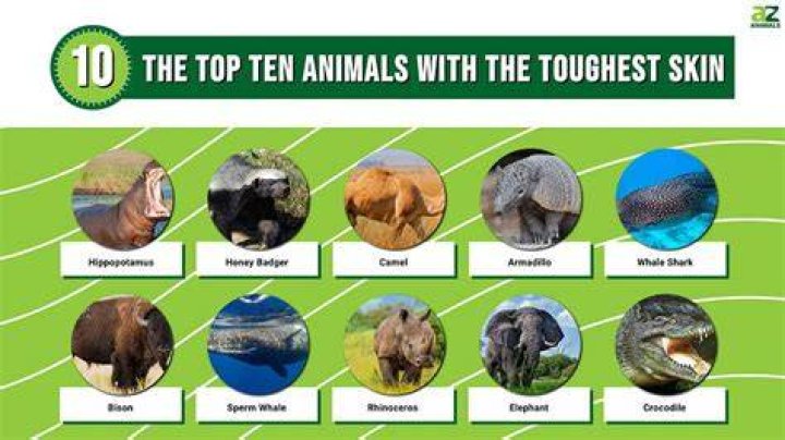 Which animal has the strongest skin?
