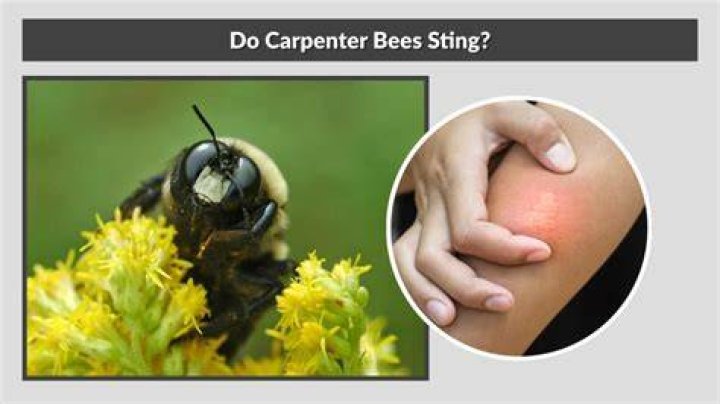 Which bees Cannot sting?