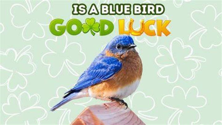 Which bird is a symbol of good luck?