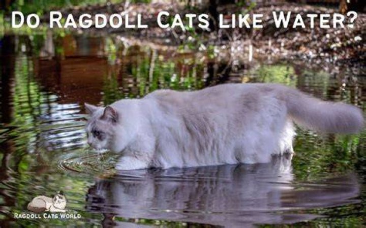 Which breed of cat likes water?
