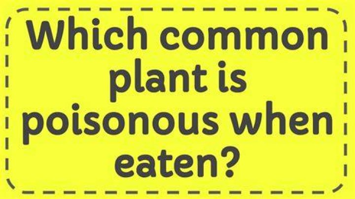 Which common plant is poisonous when eaten?
