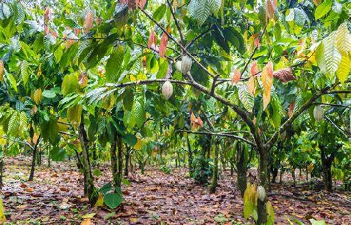 Which countries do cacao trees grow in?