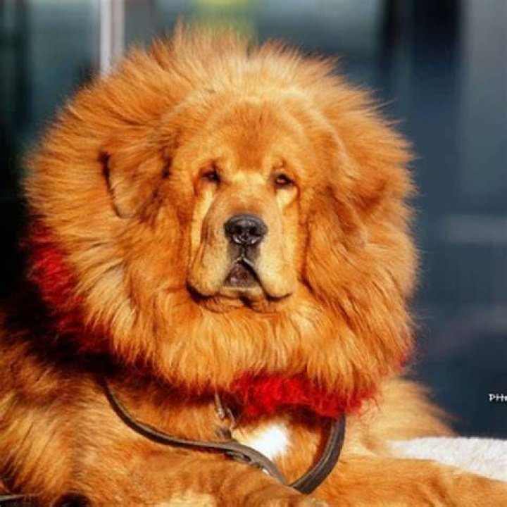 Which dog looks like a lion?