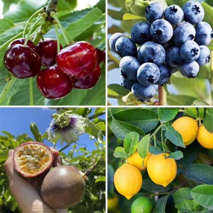 Which fruit is best for implantation?