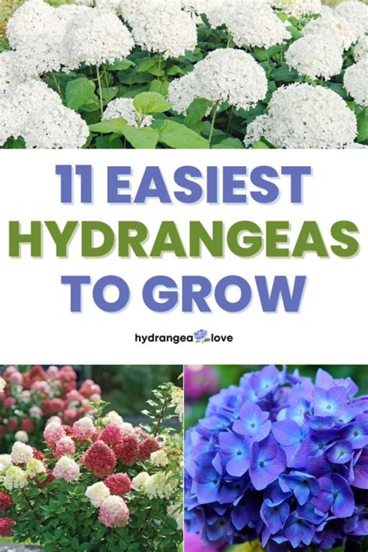 Which hydrangeas are the easiest to grow?