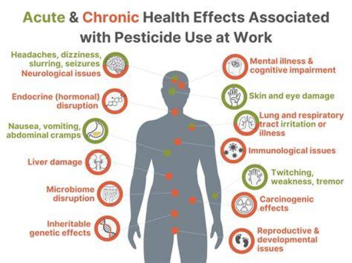 Which insecticide is more hazardous to human health?