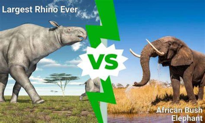 Which is faster rhino or elephant?