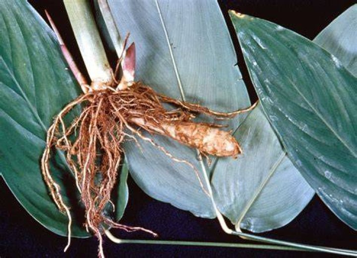 Which is the edible part of arrowroot?