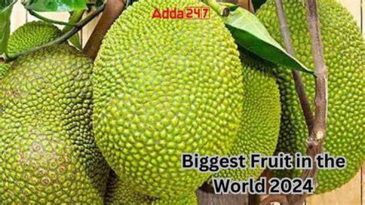 Which is the largest fruit?