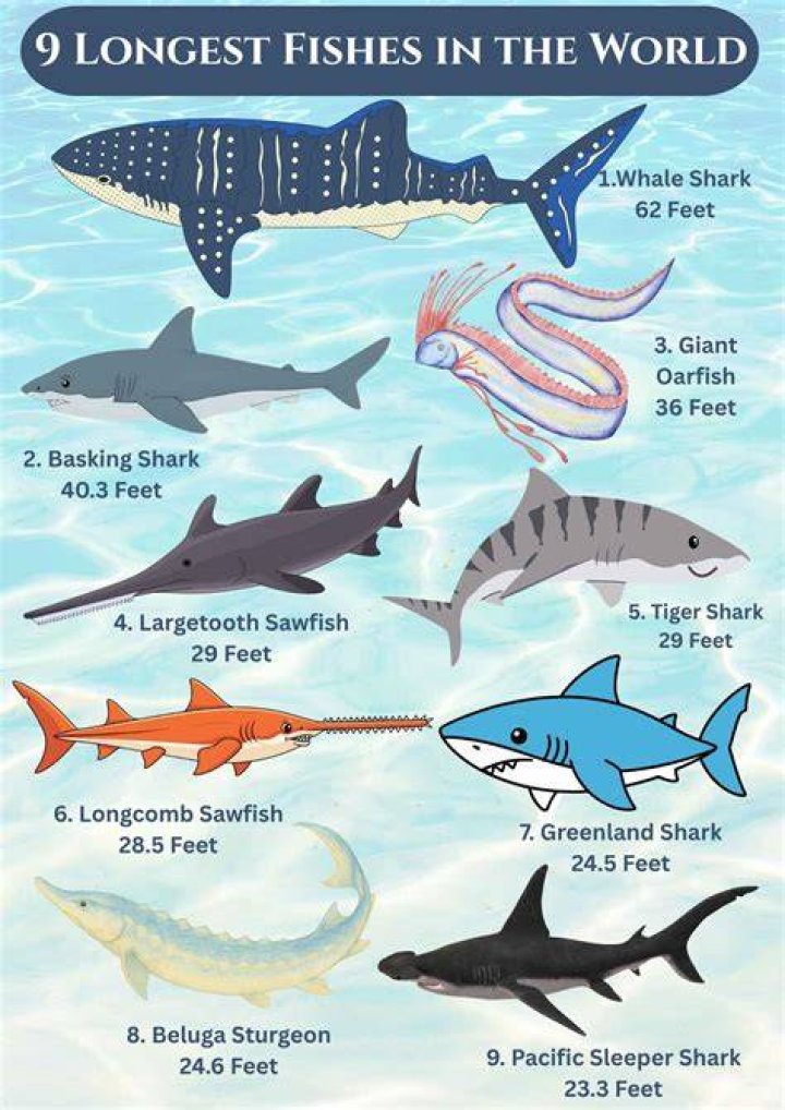 Which is the longest fish?